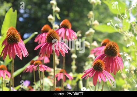 Ein im Spätsommer blühender lila Coneflower in Cornish, New Hampshire Stockfoto