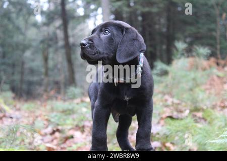 Ein Silver Lab, Bluetick Coonhound-Hündchen, macht einen warmen Winterspaziergang in der Wildnis von New Hampshire Stockfoto