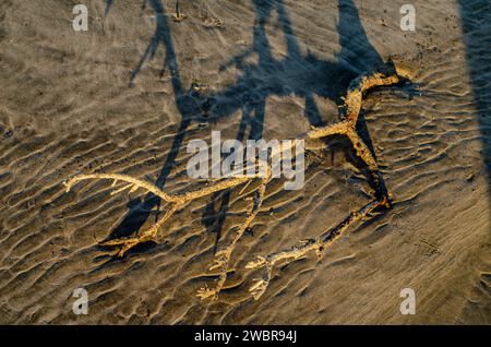 Trockener Zweig eines Baumes, der bei Sonnenuntergang von der Flut am Strand gewaschen wurde. Stockfoto
