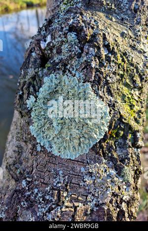 Gemeine Greenshielflechte (Flavoparmelia caperata) am Stamm von Silverbirch (Betula pendula) Stockfoto