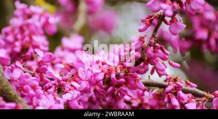 Nahaufnahme des judas-Baumes in der Blüte. Frühlingsnaturhintergrund der Rotknospen Stockfoto