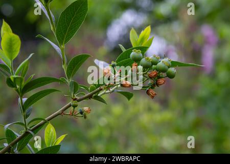 Grüne Heidelbeeren, Vaccinium corymbosum, reifende Früchte auf einem Heidelbeerstrauch, Nahaufnahme. Stockfoto