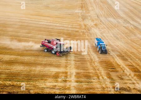 Mähdrescher sammeln Weizen aus der Vogelperspektive. Erntemaschinen arbeiten mit Getreidegut, während der Traktor beiseite steht Stockfoto