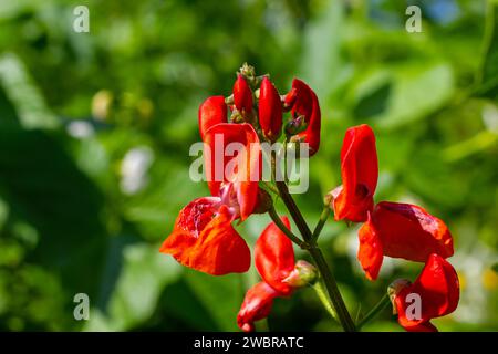 Wunderschöne Blumen von Runner Bean Plant Phaseolus coccineus, die im Garten wachsen. Stockfoto