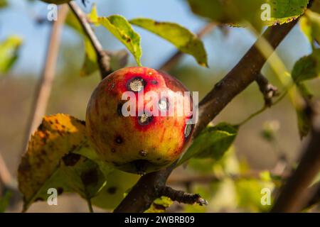 Ein Stapel von Apfelschorferkrankungen und Symptomen mit Apfelbäumen. Stockfoto