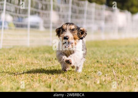 Fröhliche und aufgeregte Petit Basset Griffon Vendeen, die Hundesport laufen Stockfoto