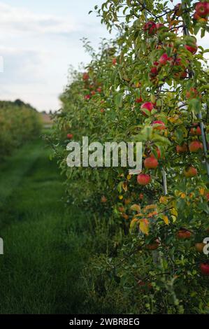 Reife Äpfel wachsen auf Bäumen hintereinander im Apfelgarten Stockfoto