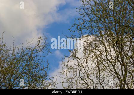 Drachen kratzen Weidenzweige mit neuen Blättern und Blumen am blauen Himmel - lateinischer Name - Salix matsudana Tortuosa. Stockfoto