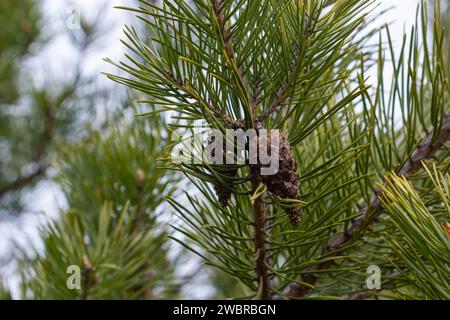 Letztes Jahr braune Zapfen auf einem Pinienzweig vor einem blauen Himmel. Selektiver Fokus. Eine luxuriöse lange Nadel auf einem Pinienzweig. Naturkonzept für Desi Stockfoto