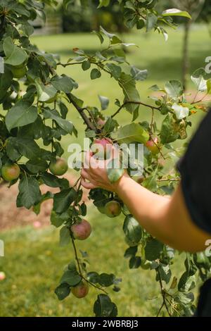 Nahaufnahme einer Frau, die frischen Apfel von einem Apfelbaum pflückt Stockfoto