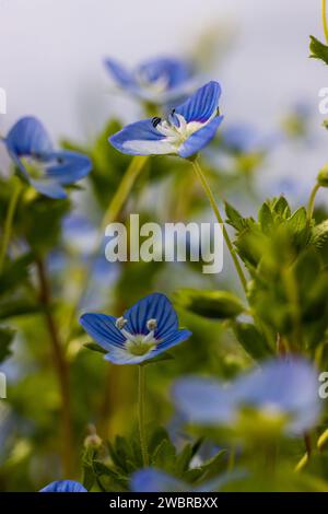 Blaue Blumen veronica Chamaedrys schließen sich bei sonnigem Wetter auf einer Wiese. Stockfoto