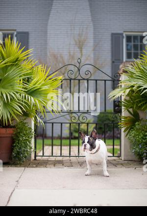 Lowcountry-Hunde Genießen Das Leben In South Carolina Stockfoto