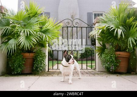 Lowcountry-Hunde Genießen Das Leben In South Carolina Stockfoto