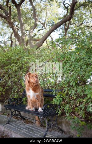 Lowcountry-Hunde Genießen Das Leben In South Carolina Stockfoto