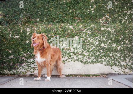 Lowcountry-Hunde Genießen Das Leben In South Carolina Stockfoto