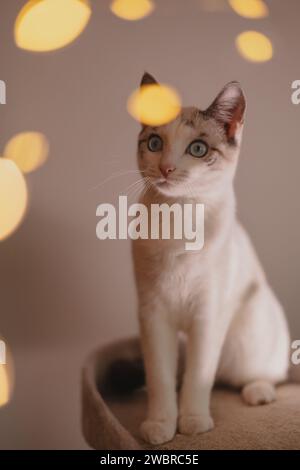 Schöne bengalische Hauskatze mit hellen Augen. weihnachten zu Hause Stockfoto
