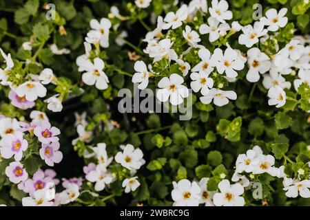 Oben in der Nähe von kleinen weißen und rosa Blumen im Gewächshaus Stockfoto