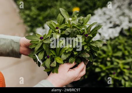 Nahaufnahme einer Frau, die Pflanze mit grünen Blättern und violetten Knospen hält Stockfoto