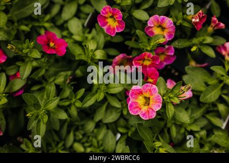 Nahaufnahme von rosa und gelben Petunie-Blüten im lokalen Gewächshaus Stockfoto