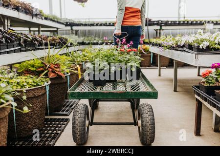 Eine Frau läuft durch das Gewächshaus, während sie einen Wagen voller Blumen zieht Stockfoto