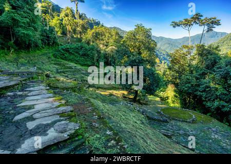 Versteckte antike Ruinen der Tayrona Zivilisation Ciudad Perdida im Herzen des kolumbianischen Dschungels verlorene Stadt Teyuna. Santa Marta, Sierra Nevada Mount Stockfoto