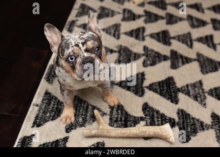 Ein französischer Bullenhund mit einem Knochen auf einem Teppich Stockfoto
