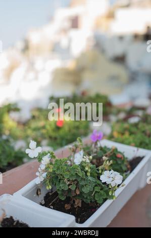 Nahaufnahme von weißen Blüten, die in quadratischen Pflanzgefäßen in Oia, Santorin wachsen Stockfoto