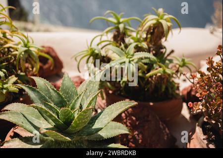 Nahaufnahme von Aloe Vera Topfpflanze mit Blick auf die Küste von Santorin Stockfoto