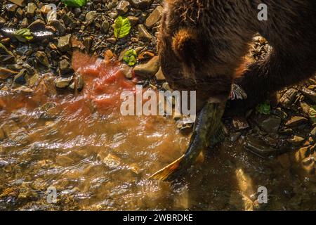 Schwarzbärenjunge Isst Frischen Fang Stockfoto