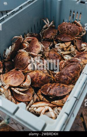 Mülleimer mit frischen Maine-Krabben Stockfoto