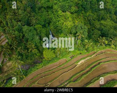 Luftaufnahme der Reisterrassen in Bali in der Nähe des Sekumpul Wasserfalls, Indonesien Stockfoto