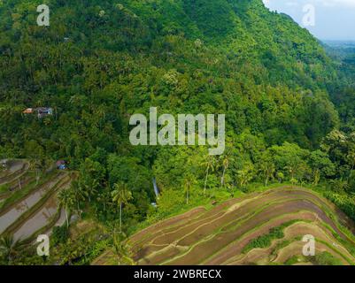 Luftaufnahme der Reisterrassen in Bali in der Nähe des Sekumpul Wasserfalls, Indonesien Stockfoto