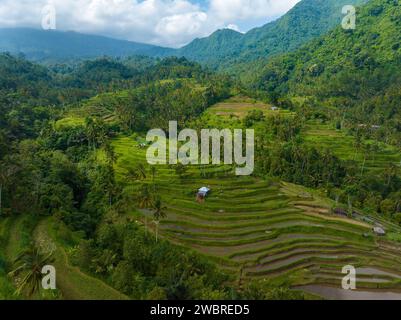 Luftaufnahme der Reisterrassen in Bali in der Nähe des Sekumpul Wasserfalls, Indonesien Stockfoto