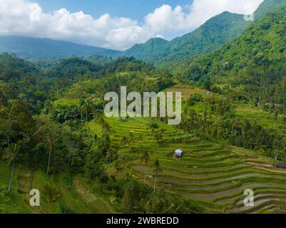 Luftaufnahme der Reisterrassen in Bali in der Nähe des Sekumpul Wasserfalls, Indonesien Stockfoto