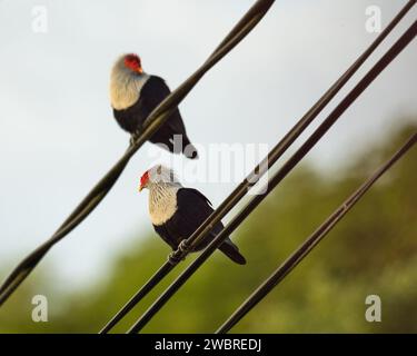 Seychellen endemisch Blautauben am Abend an elektrischen Kabeln Stockfoto