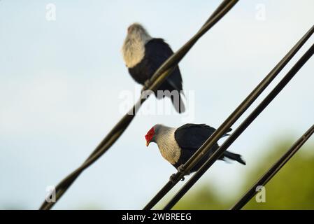 Seychellen endemisch Blautauben am Abend an elektrischen Kabeln Stockfoto