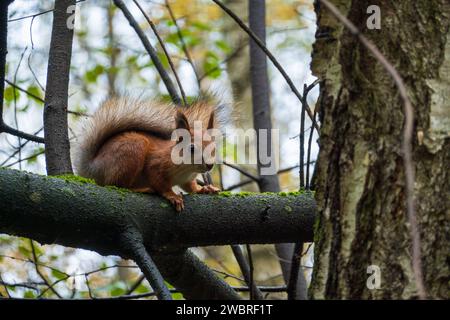 Eichhörnchen auf der Suche nach einem moosbedeckten Baumzweig in einem herbstlichen Wald Stockfoto