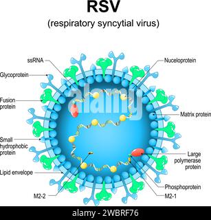 Respiratorisches Syncytial-Virus. RSV-Struktur. Nahaufnahme eines Orthopneumovirus. Die Virion-Anatomie. Vergrößert von Virus, das Infektionen eines menschlichen respi verursacht Stock Vektor