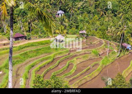 Luftaufnahme der Reisterrassen in Bali in der Nähe des Sekumpul Wasserfalls, Indonesien Stockfoto