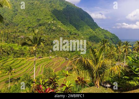Luftaufnahme der Reisterrassen in Bali in der Nähe des Sekumpul Wasserfalls, Indonesien Stockfoto