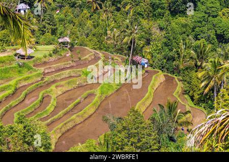 Luftaufnahme der Reisterrassen in Bali in der Nähe des Sekumpul Wasserfalls, Indonesien Stockfoto