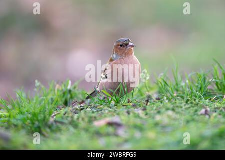 Eurasischer Buchbeins, Fringilla coelebs Stockfoto