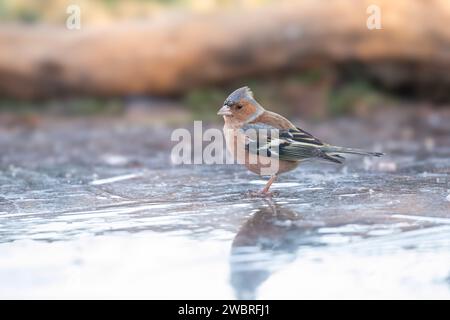 Eurasischer Buchfink auf Eis, Fringilla Coelebs Stockfoto