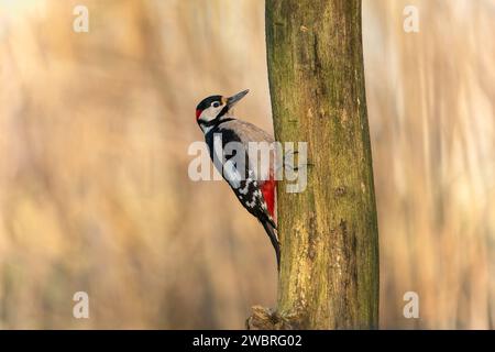Männlich, großer Fleckenspecht, Dendrocopos Major Stockfoto