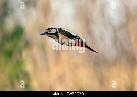 Männlich, großer Spotspecht, Dendrocopos Major im Raketenmodus. Stockfoto