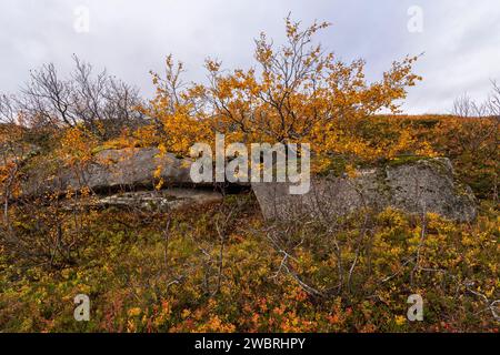Sich krümmende Birken in den Bergen von Kvaløya, Norwegen. gelb und orange gefärbte Bäume im Herbst in einem Hochtal, rote gelbe und grüne Pflanzen Stockfoto