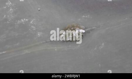 Nidderau Eichen, Deutschland. Januar 2024. Ein Weißstorch fliegt über eine vom Hochwasser des Nidders überflutete Landschaft bei Eichen, die sich aufgrund der frostigen Nächte der letzten Tage in eine eisige Oberfläche verwandelt hat (Luftaufnahme mit einer Drohne). Vermerk: Arne Dedert/dpa/Alamy Live News Stockfoto