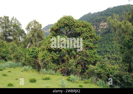 Afrikanischer Mammutbaum (Hagenia abyssinica) ist ein Heilbaum, der in den Bergen Mittel- und Ostafrikas beheimatet ist. Dieses Foto wurde in S aufgenommen Stockfoto