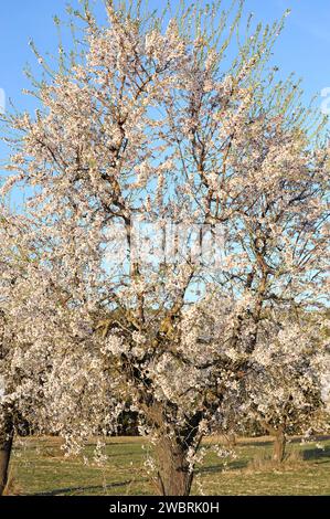 Mandel (Prunus dulcis oder Prunus amygdalus) ist ein Laubbaum, der in Asien von der Türkei bis Indien beheimatet ist, aber wegen seiner essbaren Früchte (Drupes) weit verbreitet wird Stockfoto