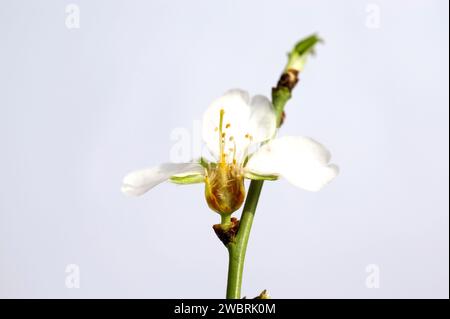 Mandel (Prunus dulcis oder Prunus amygdalus) ist ein Laubbaum, der in Asien von der Türkei bis Indien beheimatet ist, aber wegen seiner essbaren Früchte (Drupes) weit verbreitet wird Stockfoto